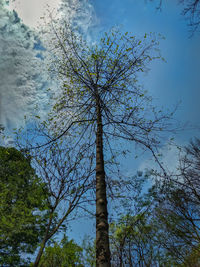 Low angle view of trees against sky