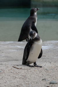 Close-up of penguin on the beach