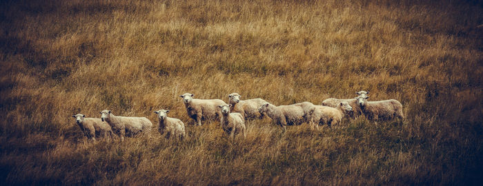 Flock of sheep in a field