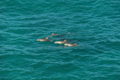 High angle view of turtle swimming in sea