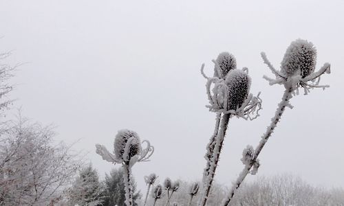 Frozen plant on field against clear sky