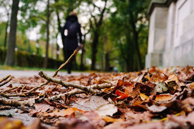 Close-up of maple leaves fallen in forest