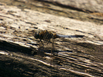 Close-up of insect on wood
