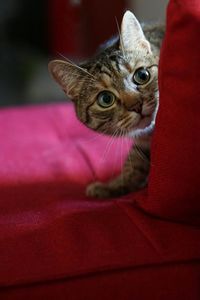 Close-up portrait of cat
