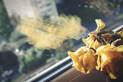 Close-up of yellow flower on glass window