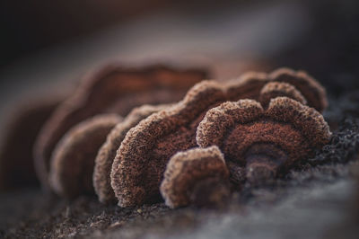 close-up