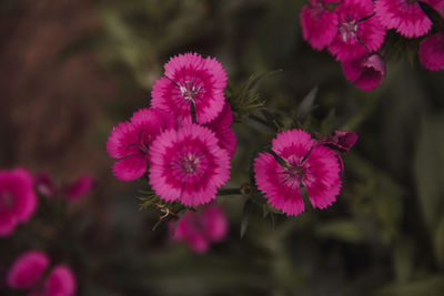 Close-up of pink flowering plants on field