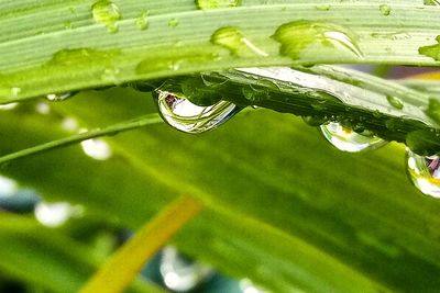 Close-up of raindrops on leaves