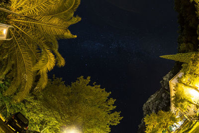 Close-up of yellow leaf at night