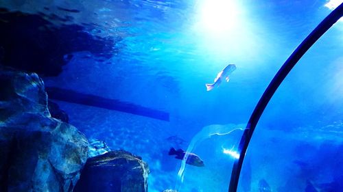 View of fish swimming in sea