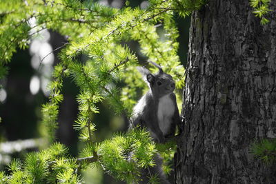 Animal on tree trunk in forest