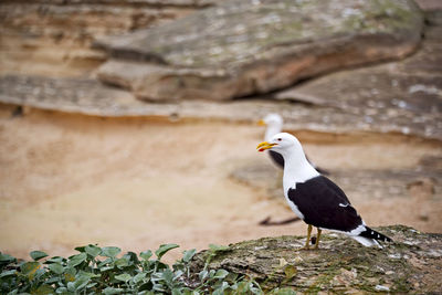 Close-up of seagull perching on rock