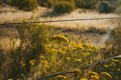 Close-up of yellow flowering plants on field