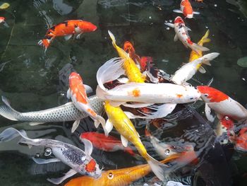 High angle view of koi carps swimming in pond