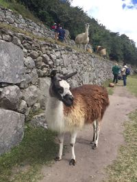 Sheep standing on rock