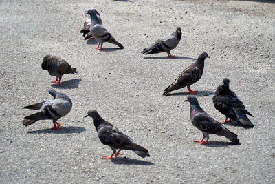 High angle view of pigeons on street