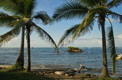 Palm trees on beach against sky