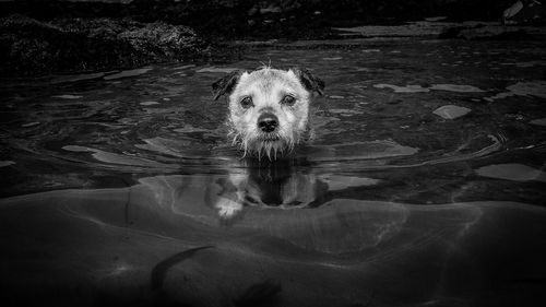Portrait of dog swimming in river