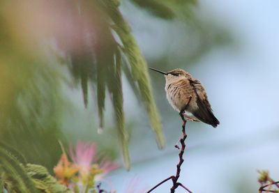 Close-up of bird perching on tree