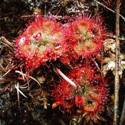 Close-up of red flowers in sea