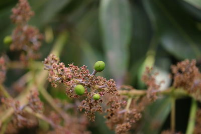 Micro shot of young mango grow on flower and blue background with copy space