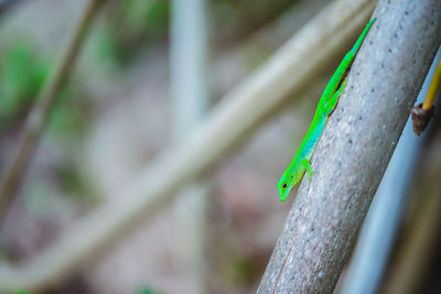 Close-up of insect on wood