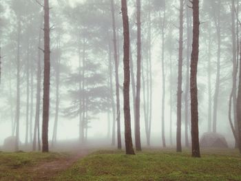 Scenic view of forest