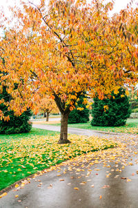 Trees and plants in park during autumn