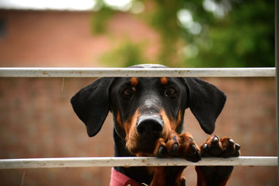 Close-up portrait of dog standing on metal