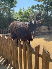 View of horse on wooden fence