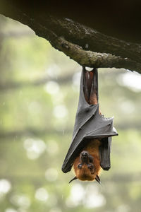 Close-up of bird feeder