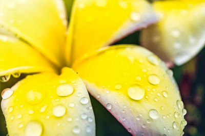 Close-up of wet yellow flower