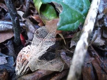 Close-up of insect on dry leaves