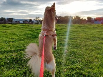 Dog standing on field against sky