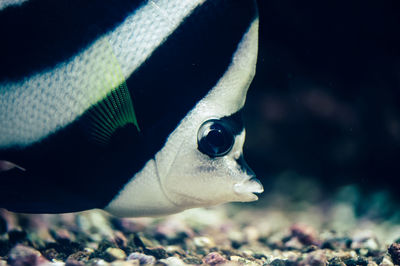 Close-up of butterflyfish swimming in tank at aquarium