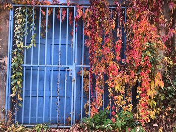 Close-up of plants against trees