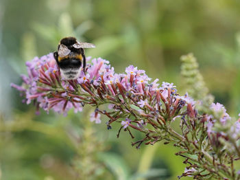 Bumblebee on vervains in park