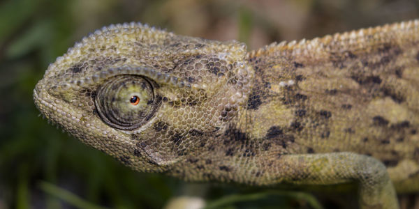 Flap-necked chameleon in damaraland, a region of namibia