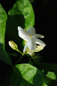 Close-up of flower growing outdoors