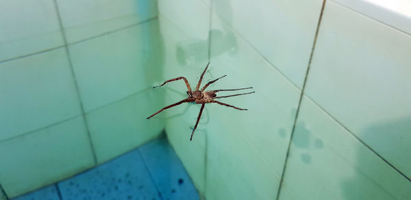 High angle view of spider on wall