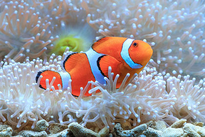 Close-up of clown fish swimming by coral