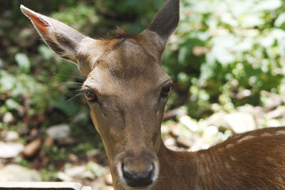 Close-up portrait of horse