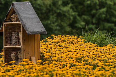 Yellow flowering plants on field
