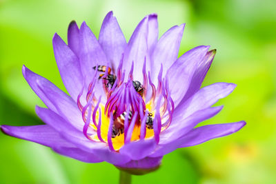 Close-up of bee pollinating flower