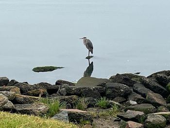animal wildlife