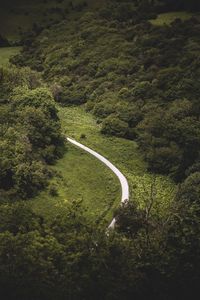 High angle view of road amidst trees in forest