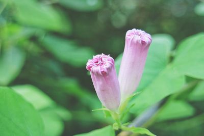 Close-up of pink flowers