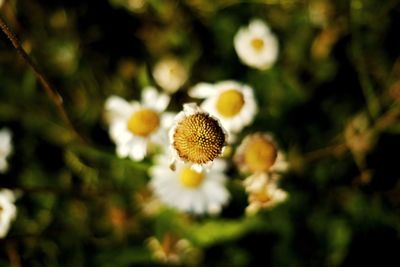 Close-up of yellow flowering plant