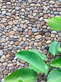 Close-up of pebbles