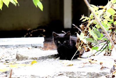 Portrait of black cat